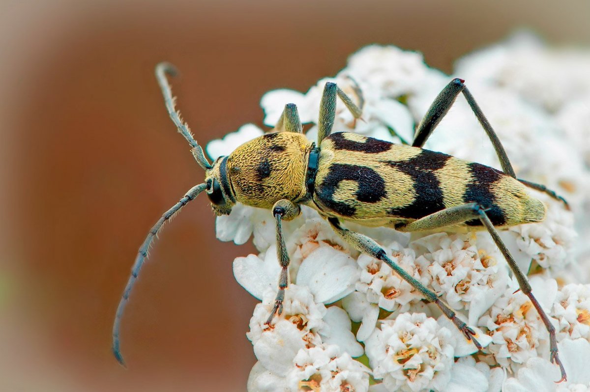 Жук с длинными полосатыми усами