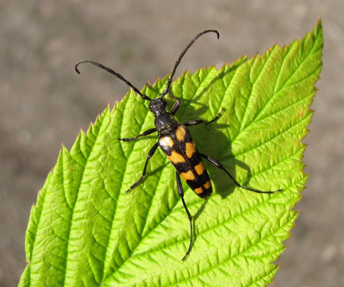 Жук с длинными полосатыми усами