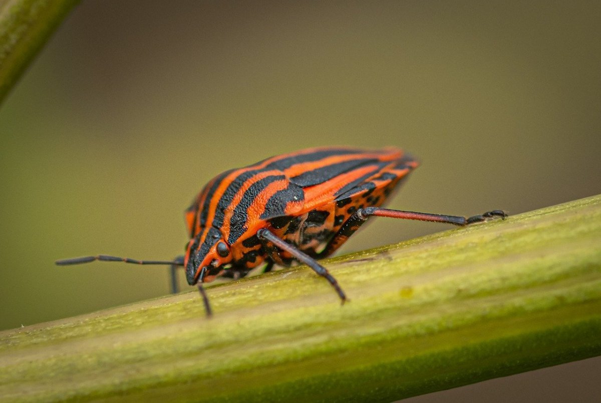 Разноцветные жуки