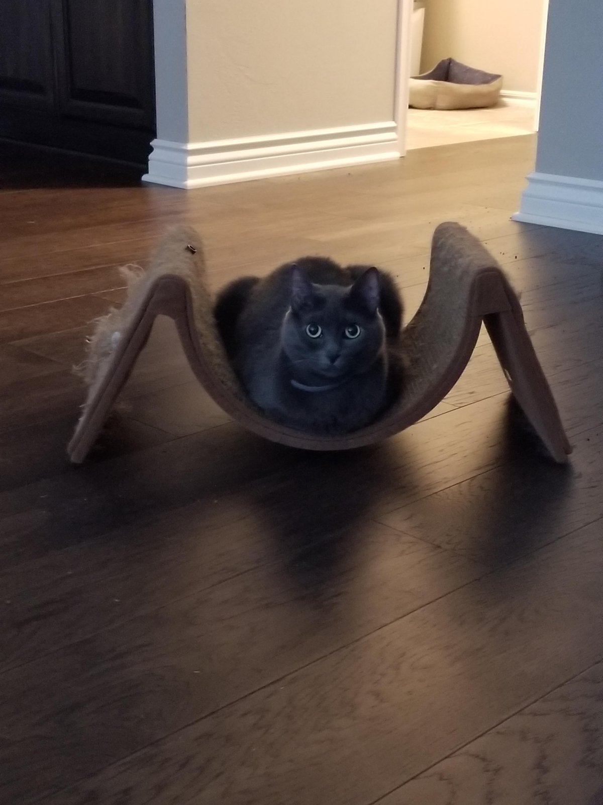 Кот паук Мем