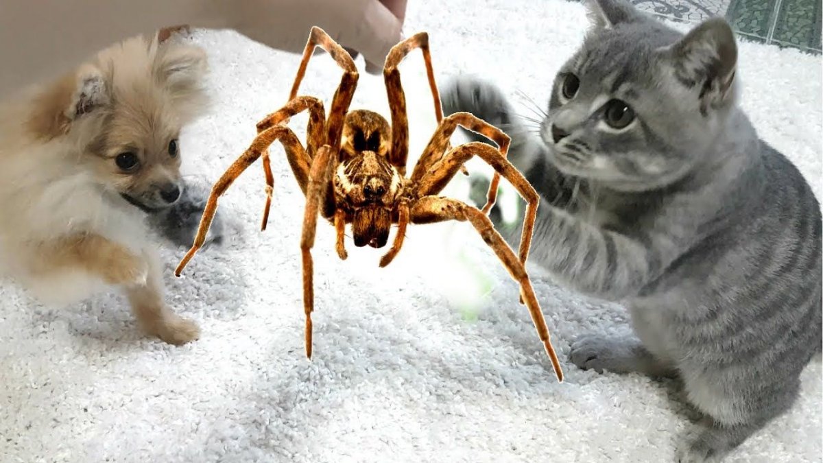 Котенок и паучок