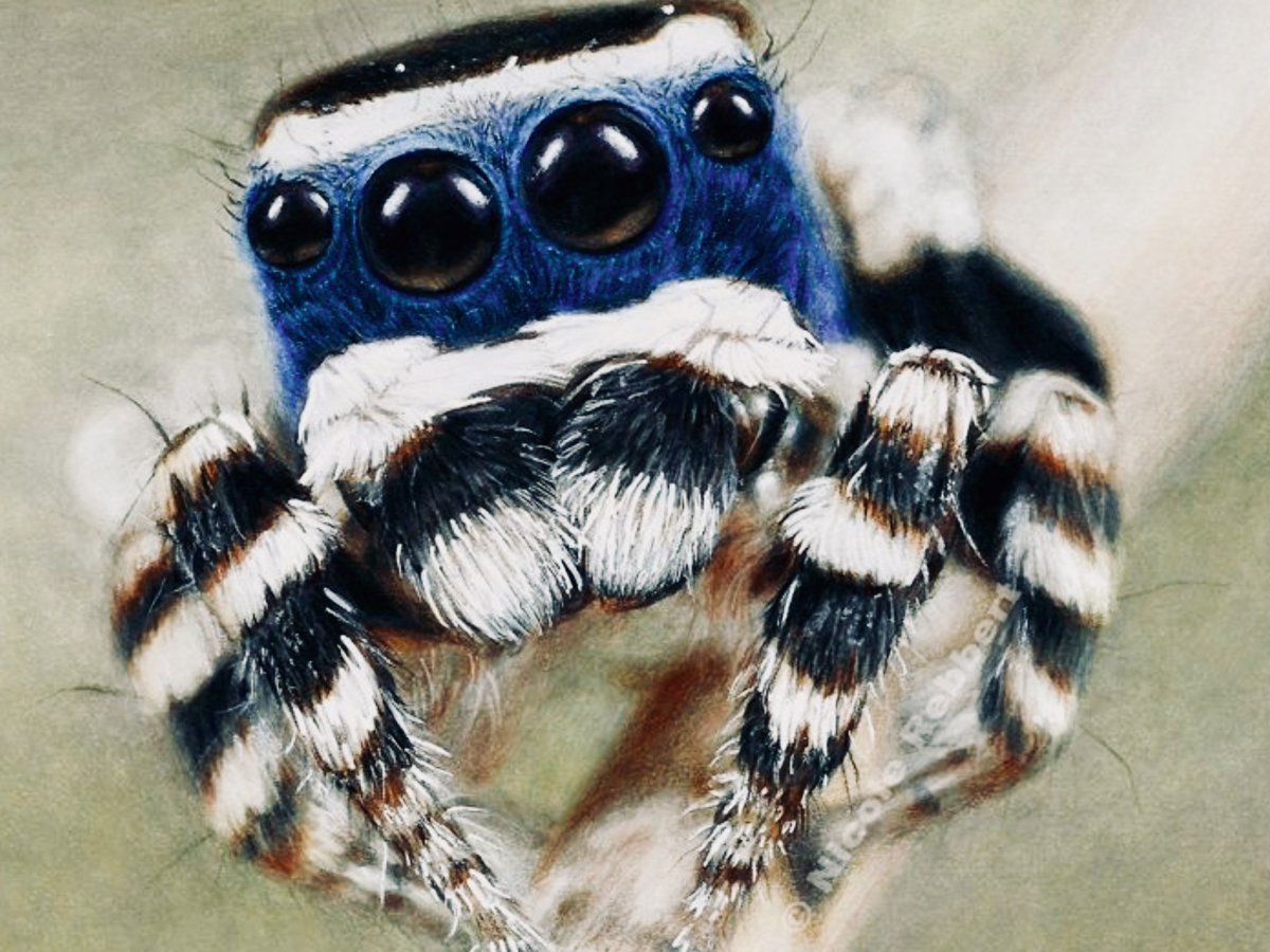 Паук милашка