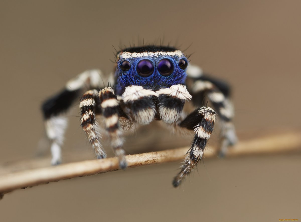 Maratus personatus паук