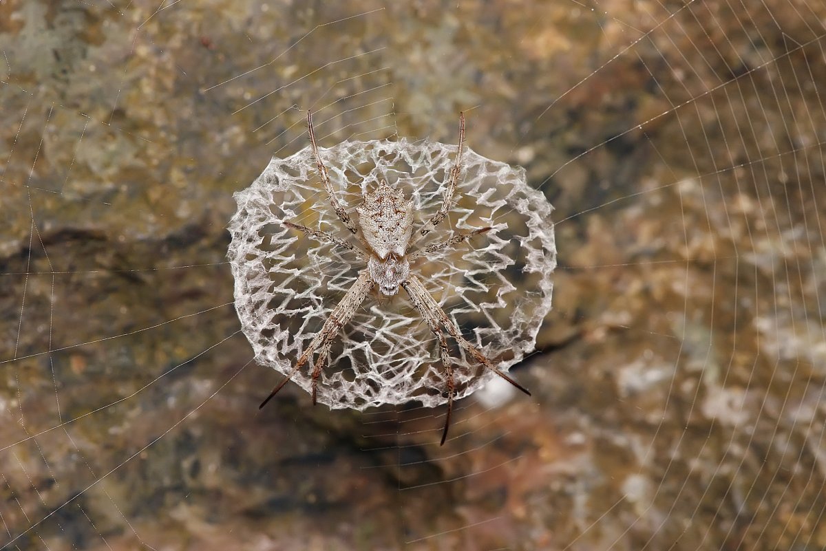 Паук Chromatopelma cyaneopubescens