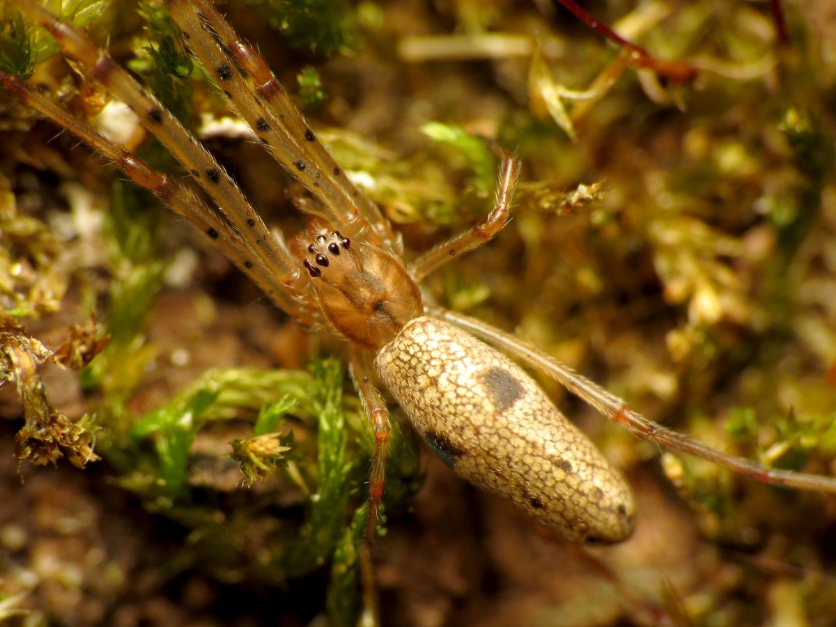Пауки тетрагнатиды ядовитые