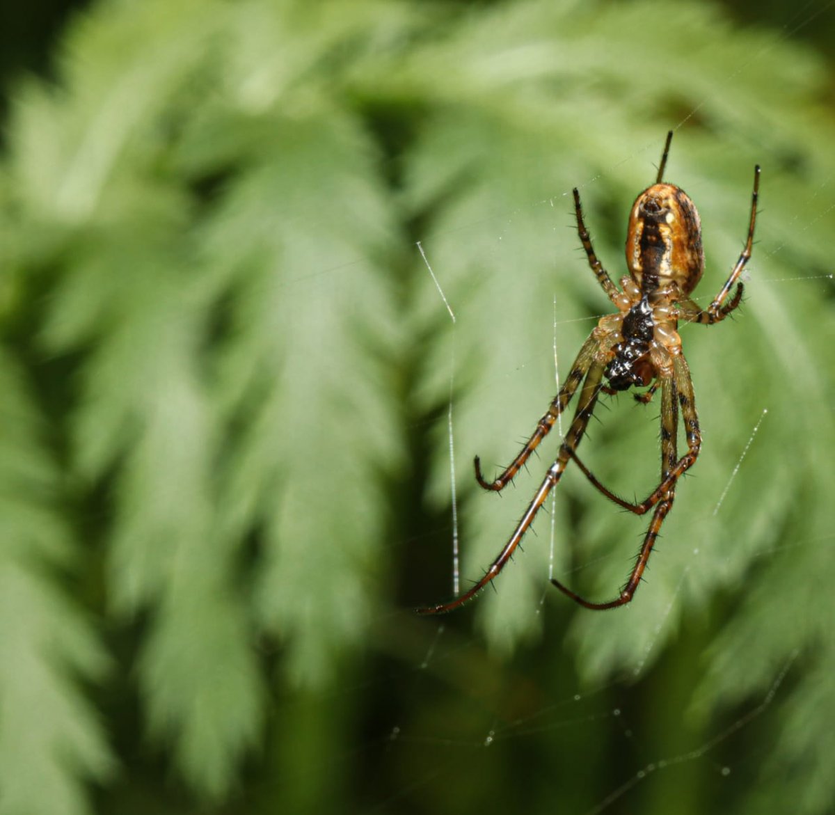 Tetragnatha Isidis