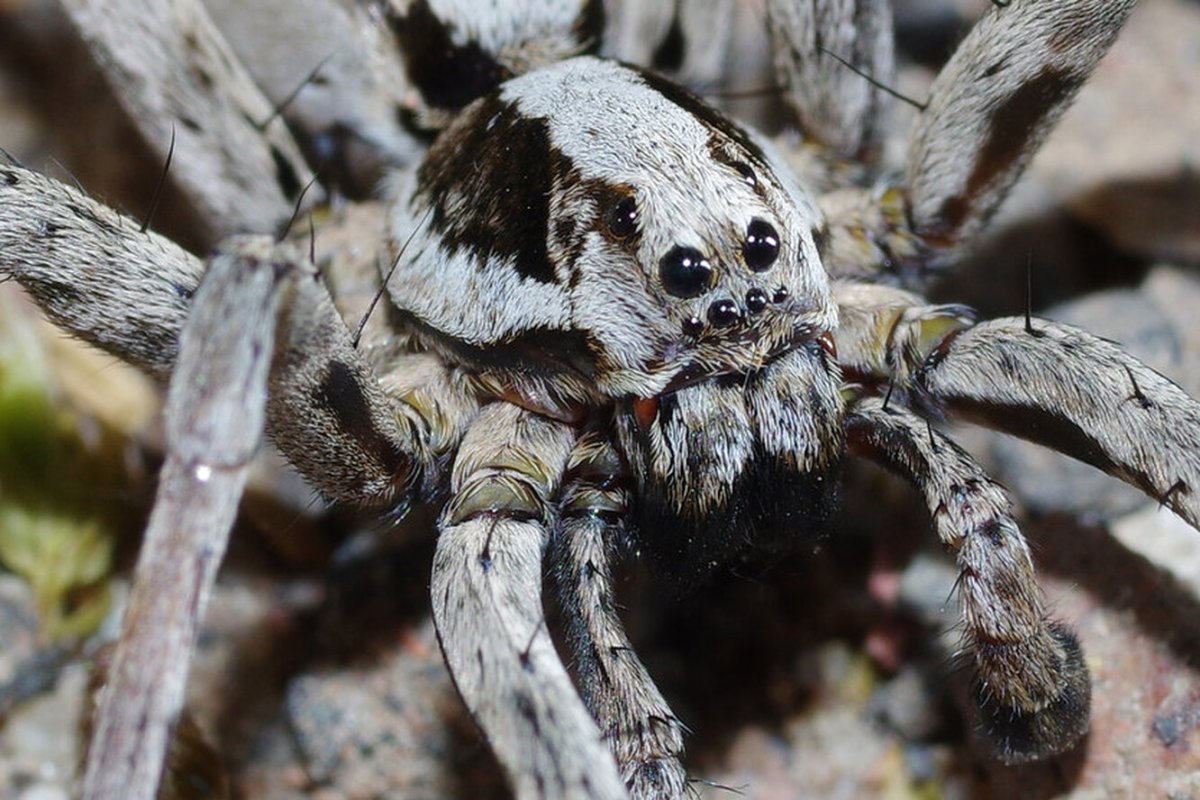 Стабилиментум паутина
