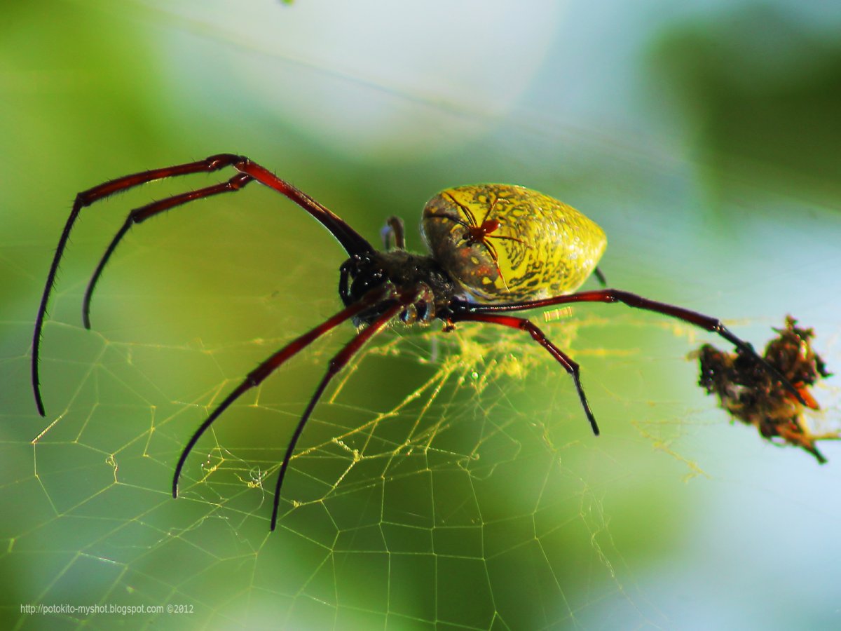 Tetragnatha pinicola