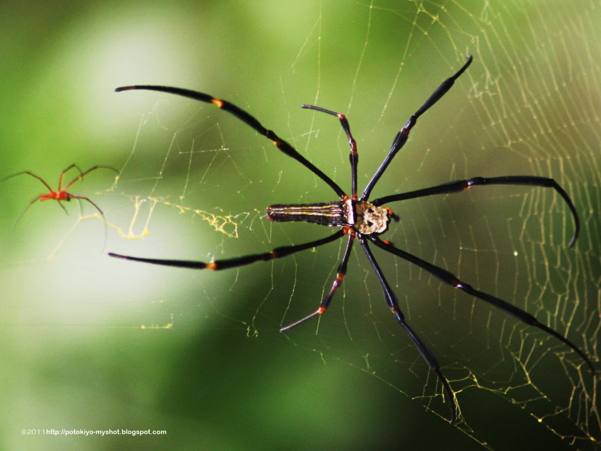 Паук золотопряд Nephila