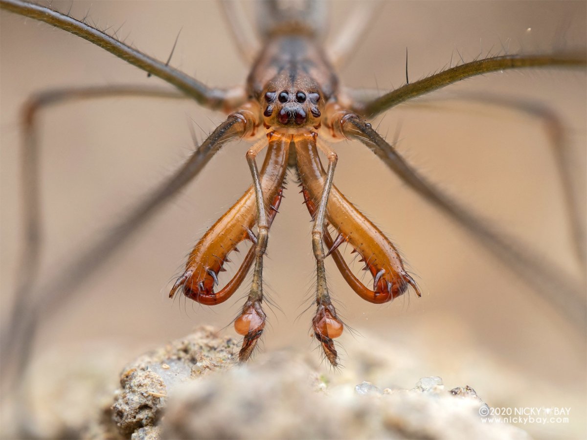 Tetragnathidae пауки