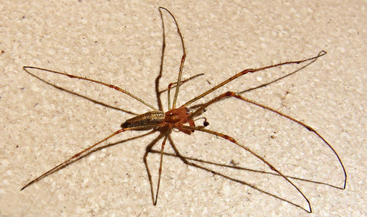 Тетрагната вытянутая