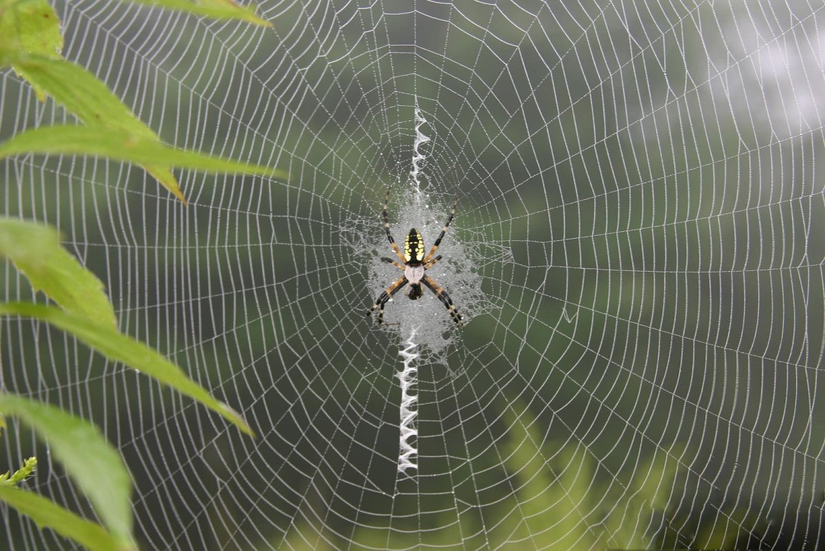 Паук длинный вязальщик