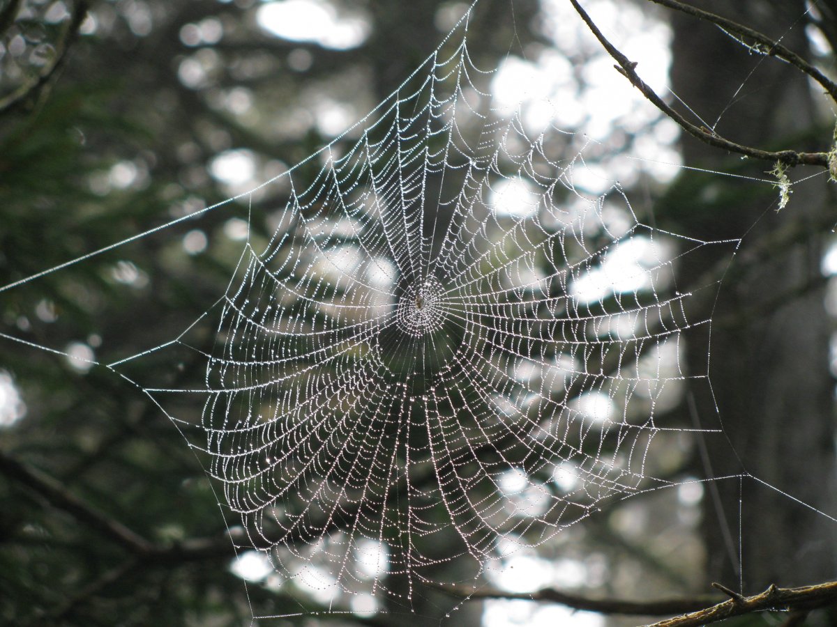 Tetragnatha паук