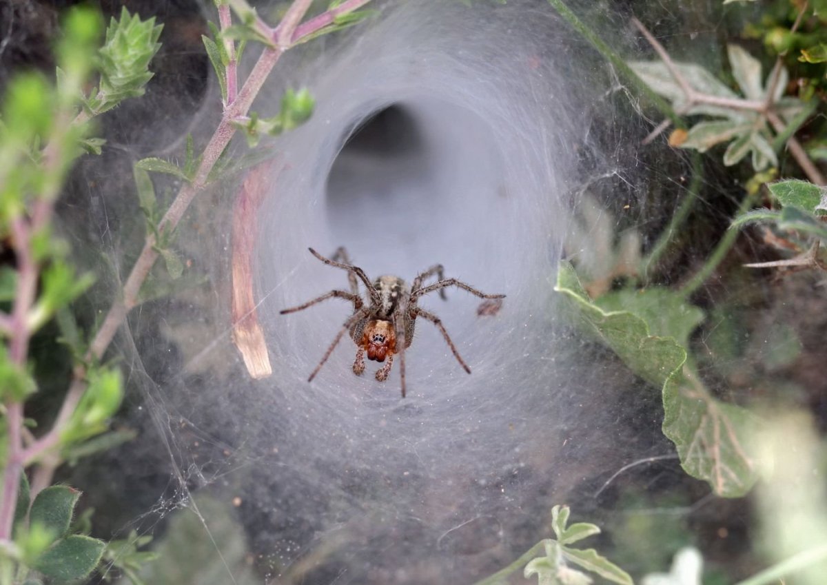 Сиднейский лейкопаутинный, или воронковый паук