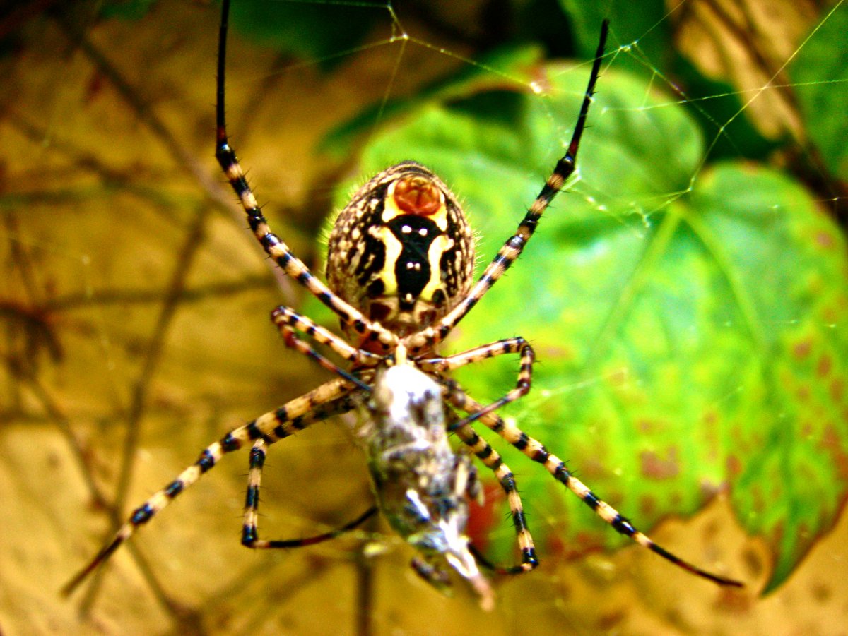 Poecilotheria Metallica паук