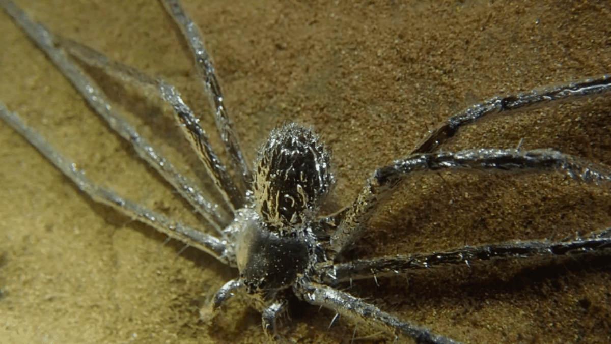 Фрин паукообразное