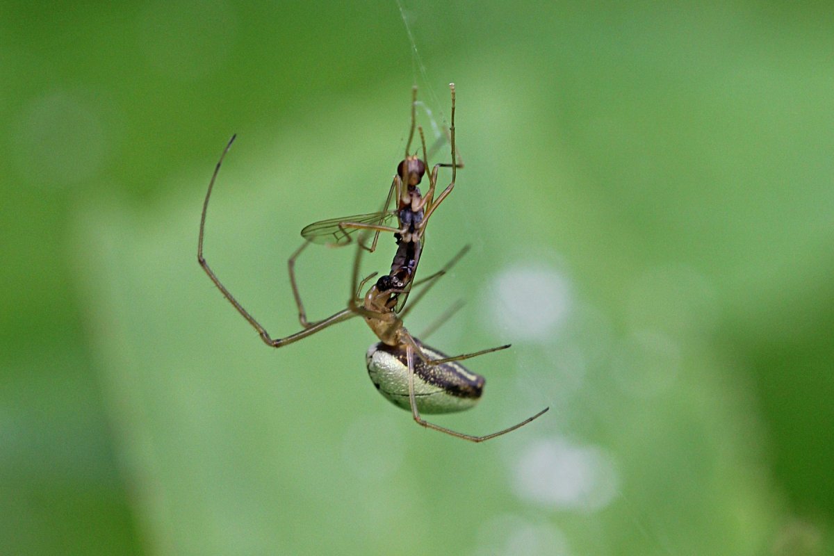 Паук Арахнид кругопряд