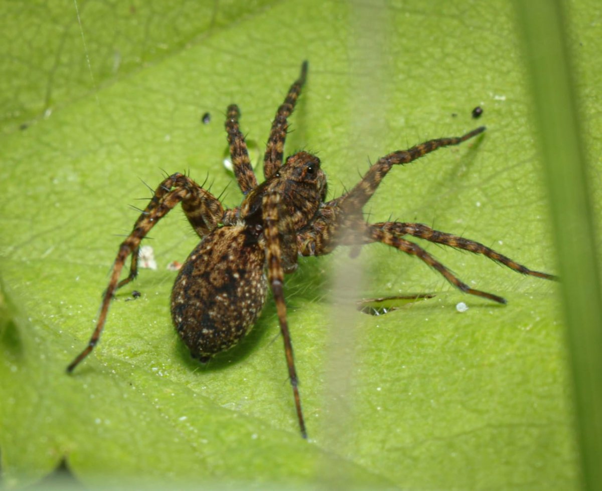 Тетрагната Сосновая