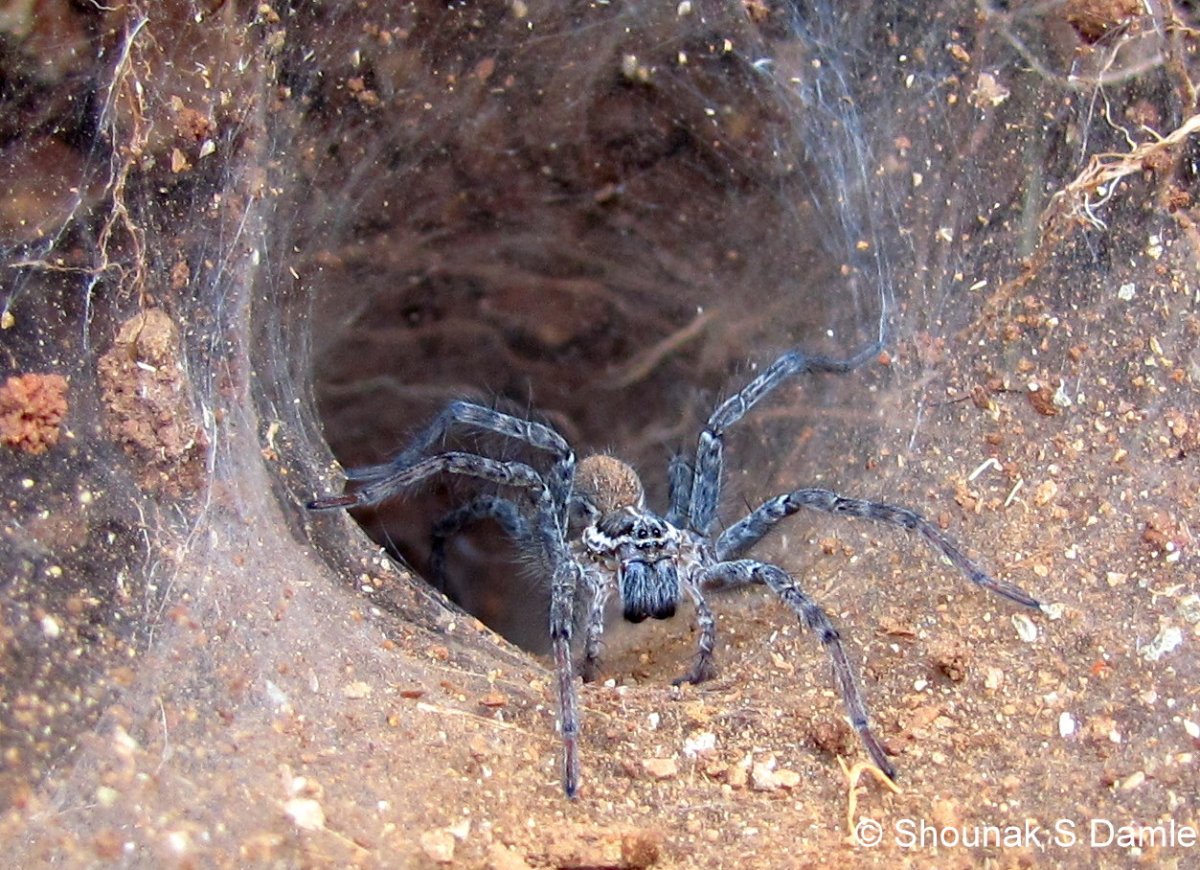 Гигантский паук-охотник (heteropoda maxima)