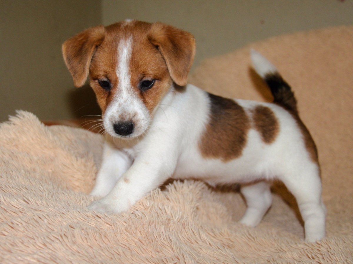 Метис Джек Рассела и пекинеса