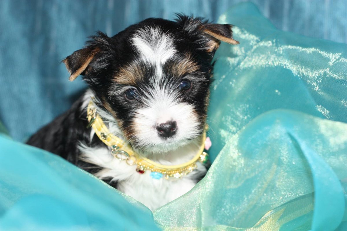 Метис мама Йорк папа Джек Рассел