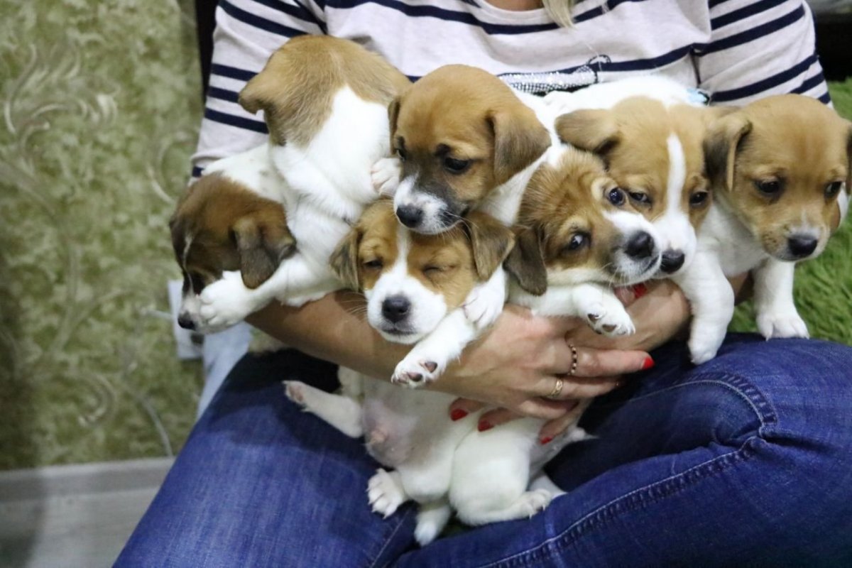 Смесь МОПСА И Джек Рассела