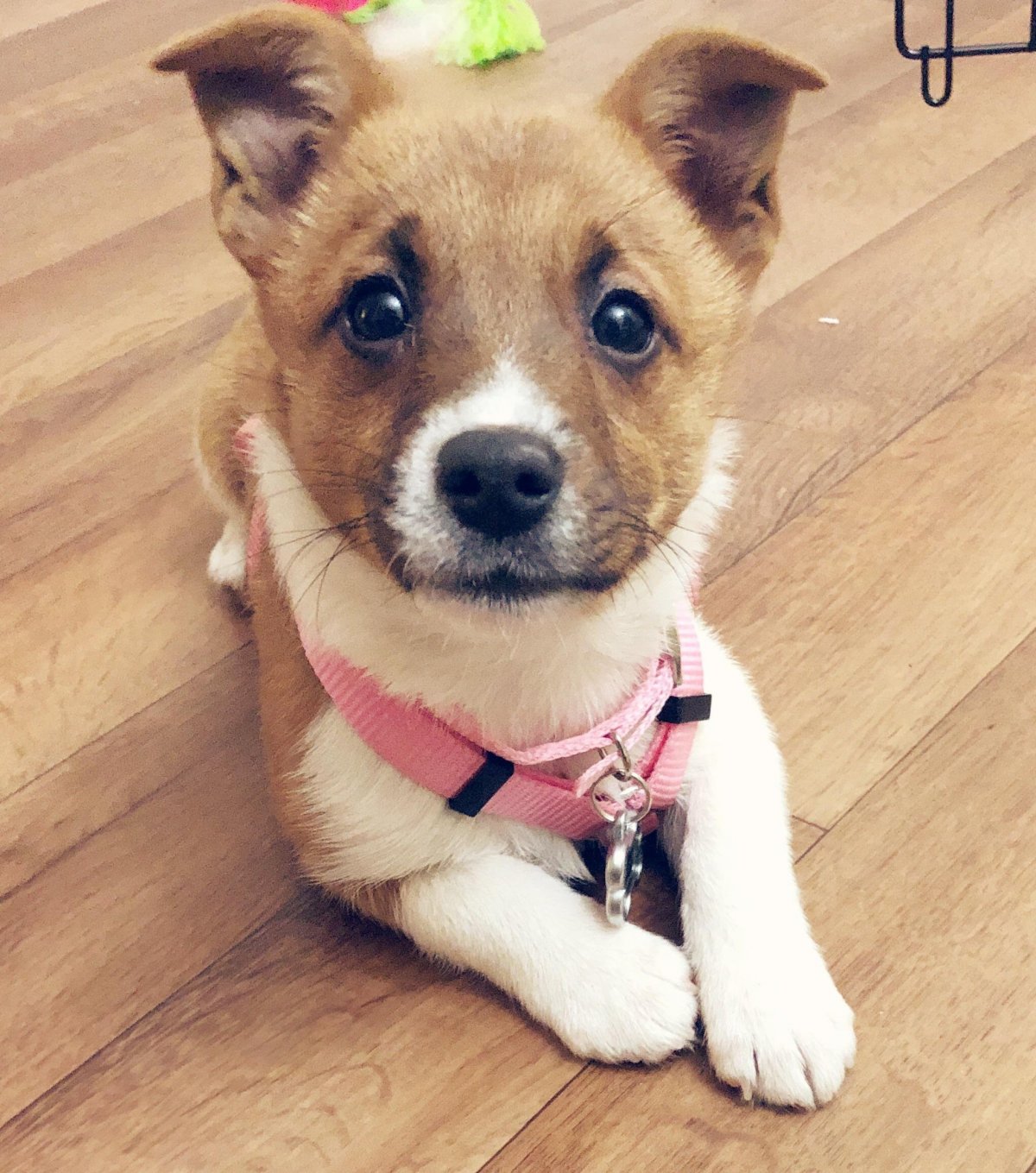 Метис Джек Рассела и Йорка