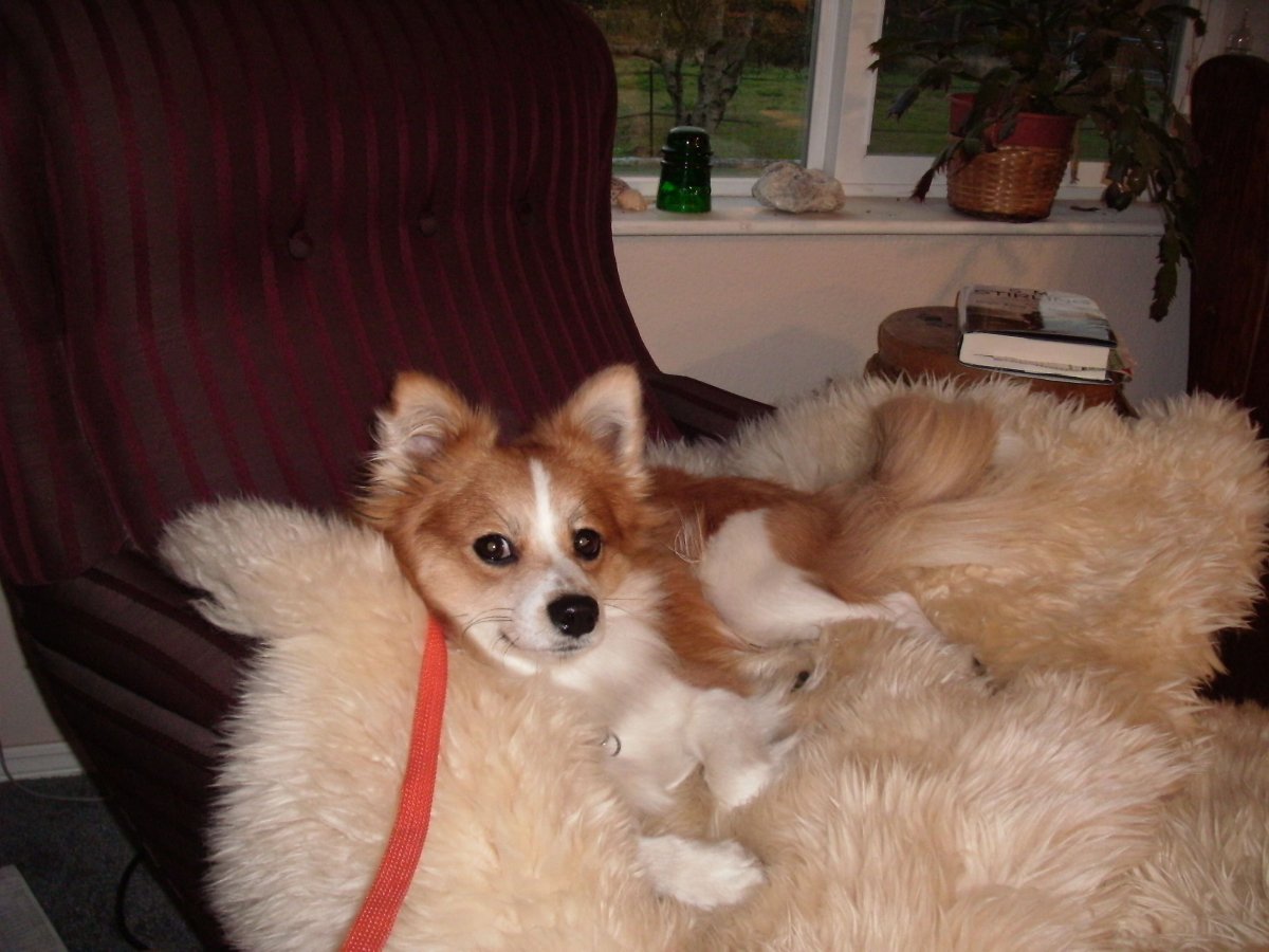 Метис Джек Рассела и Болонки