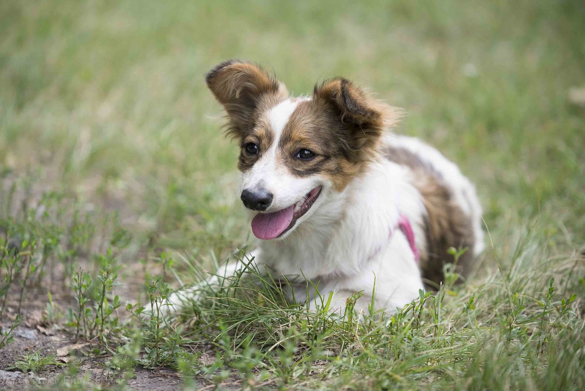 Метис Джек Рассела