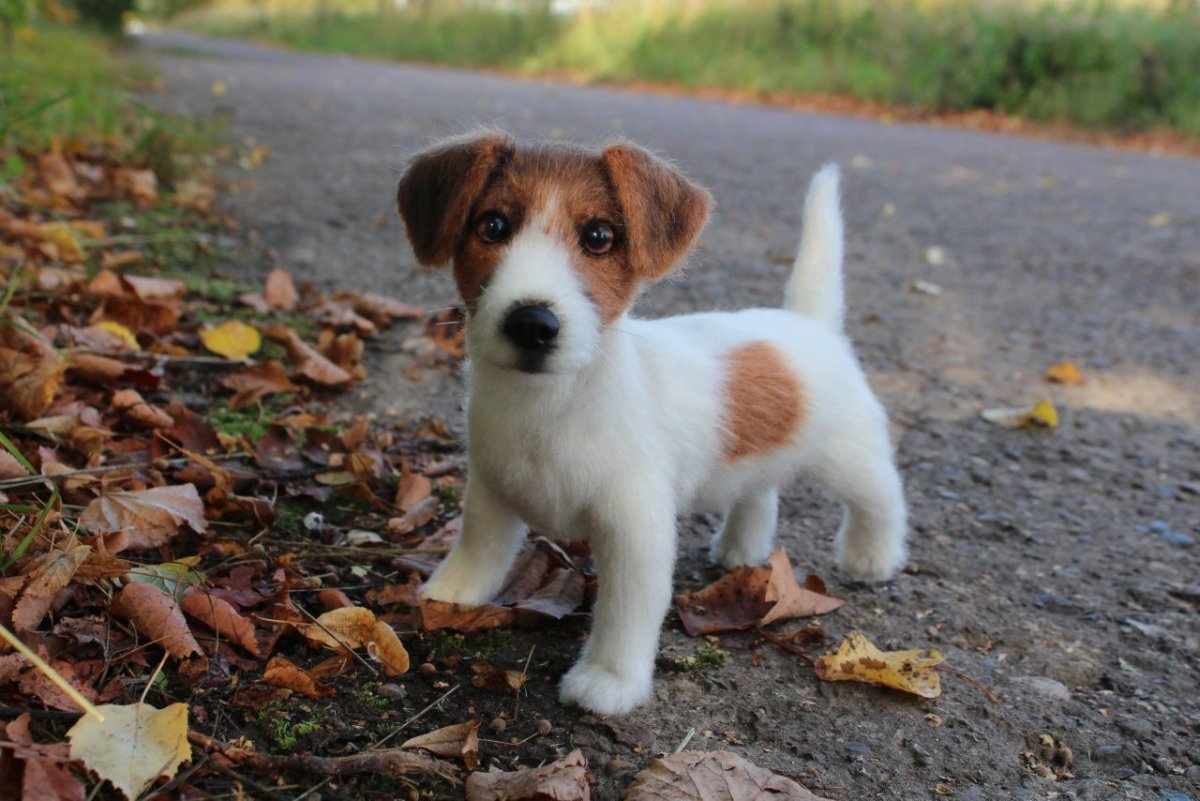 Папильон помесь