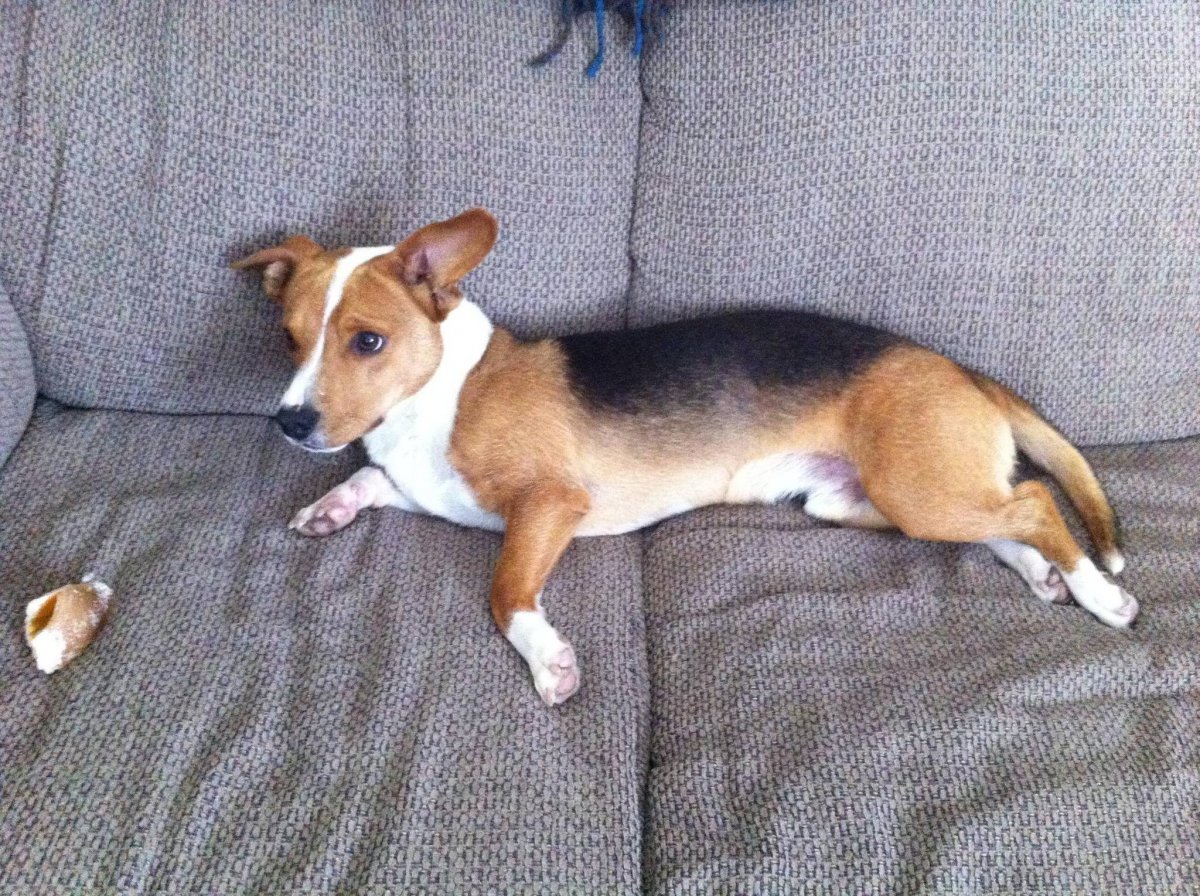 Метисы Джек Рассел терьера