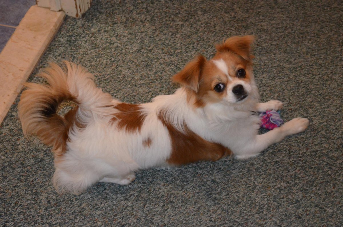 Помесь Джек Рассела и бигля