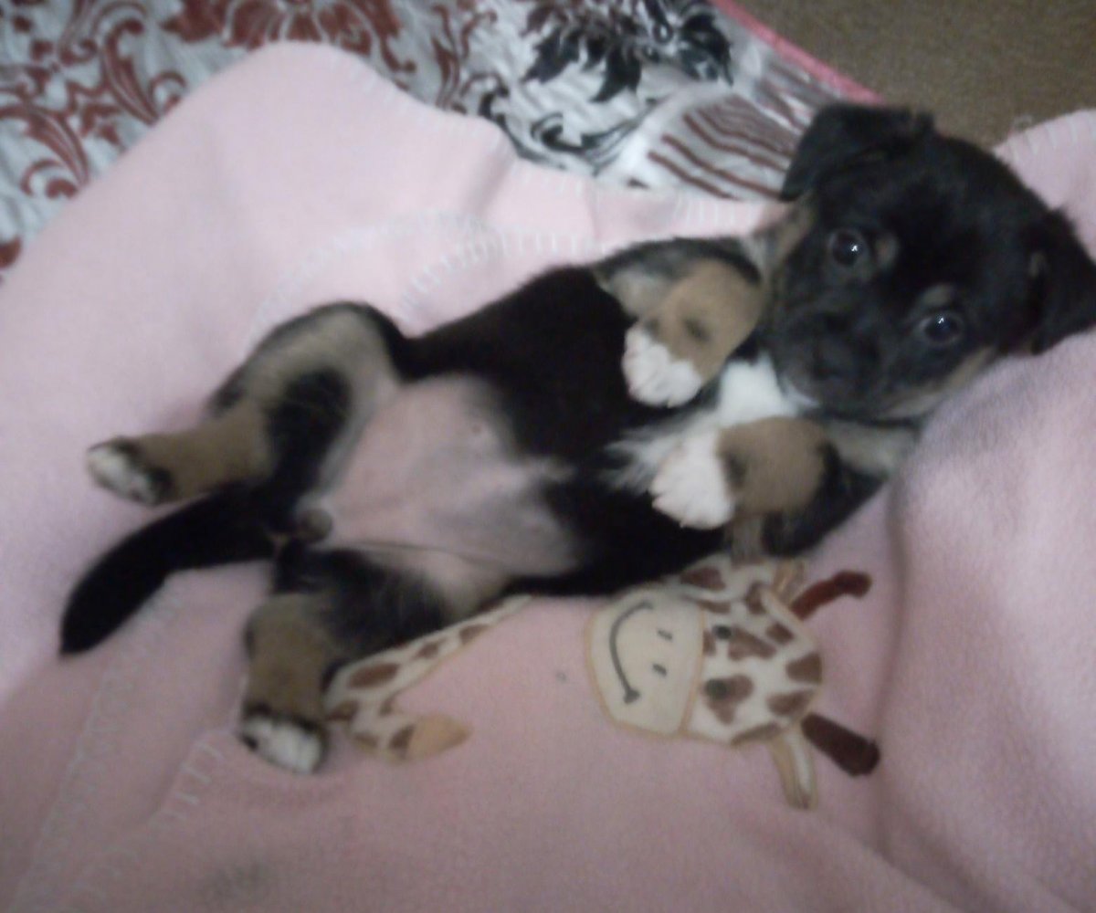 Помесь корги и Джек Рассел