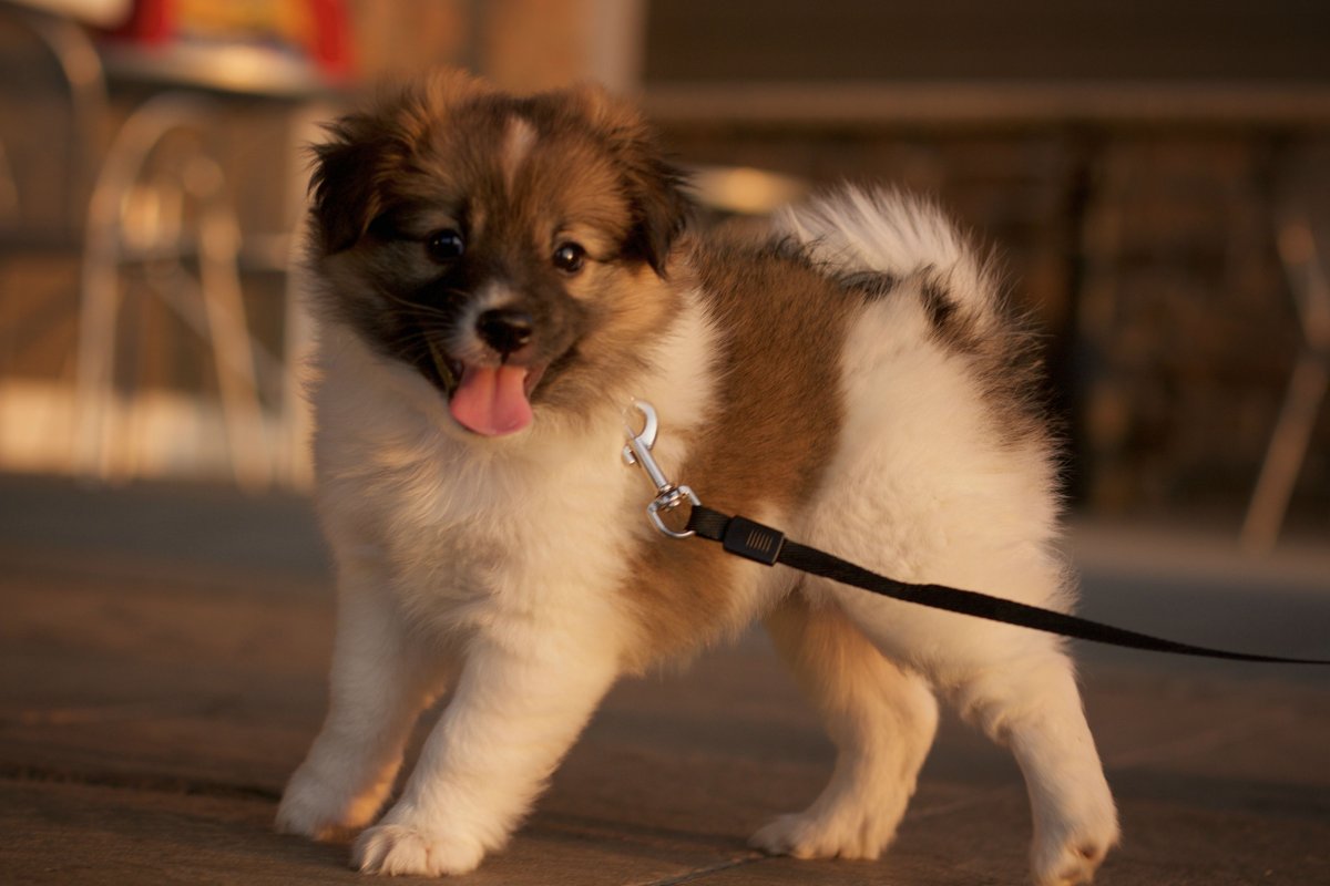 Джек-Рассел-терьер смесь