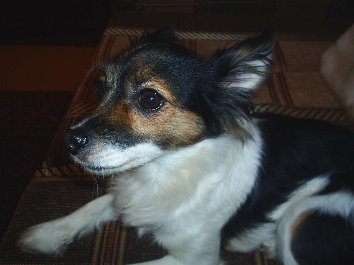 Йорк и Джек Рассел