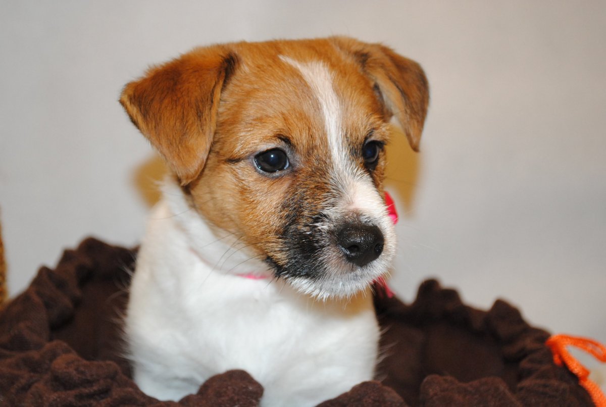 Помесь Джек Рассела и чихуахуа