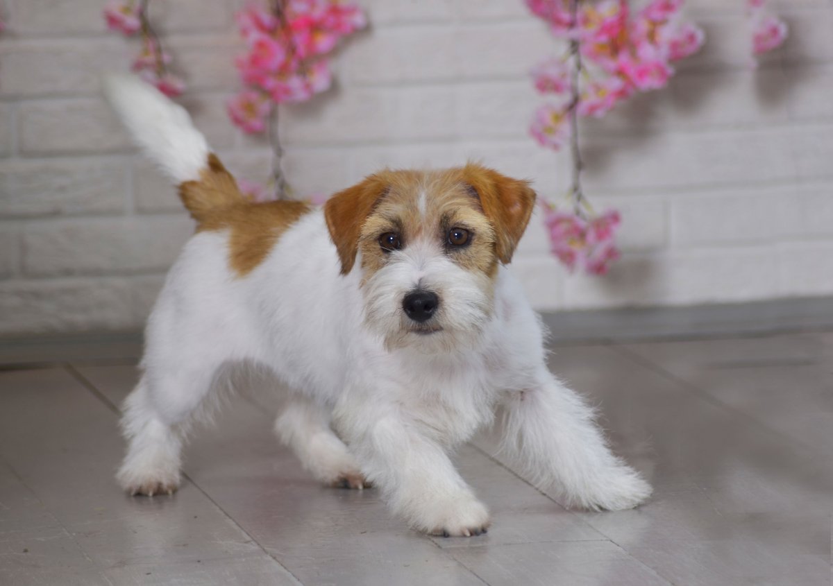 Пудель Джек Рассел