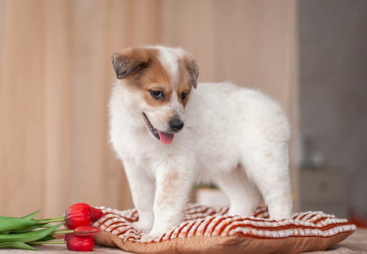 Джек-Рассел-терьер щенок