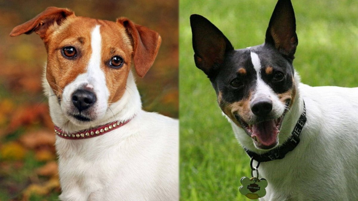 Той Фокстерьер и Йорк смесь