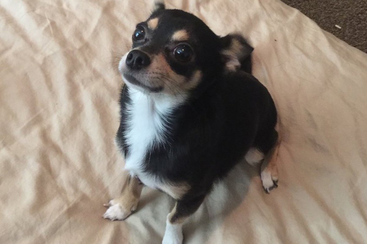 Смесь Джек Рассела и шпица