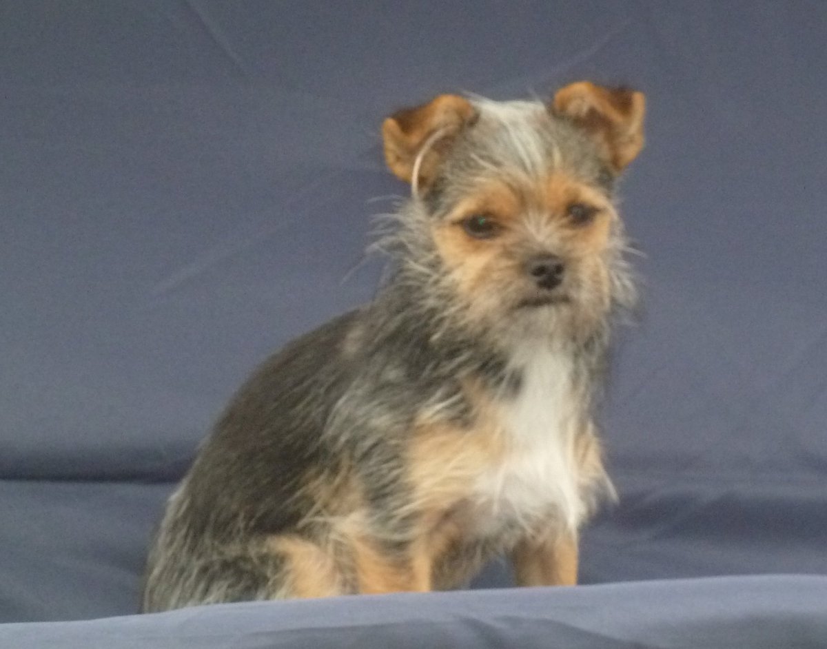 Метис чихуа и Джек Рассела