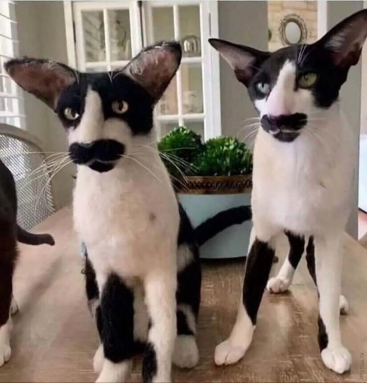 Посты про кошек для Инстаграм