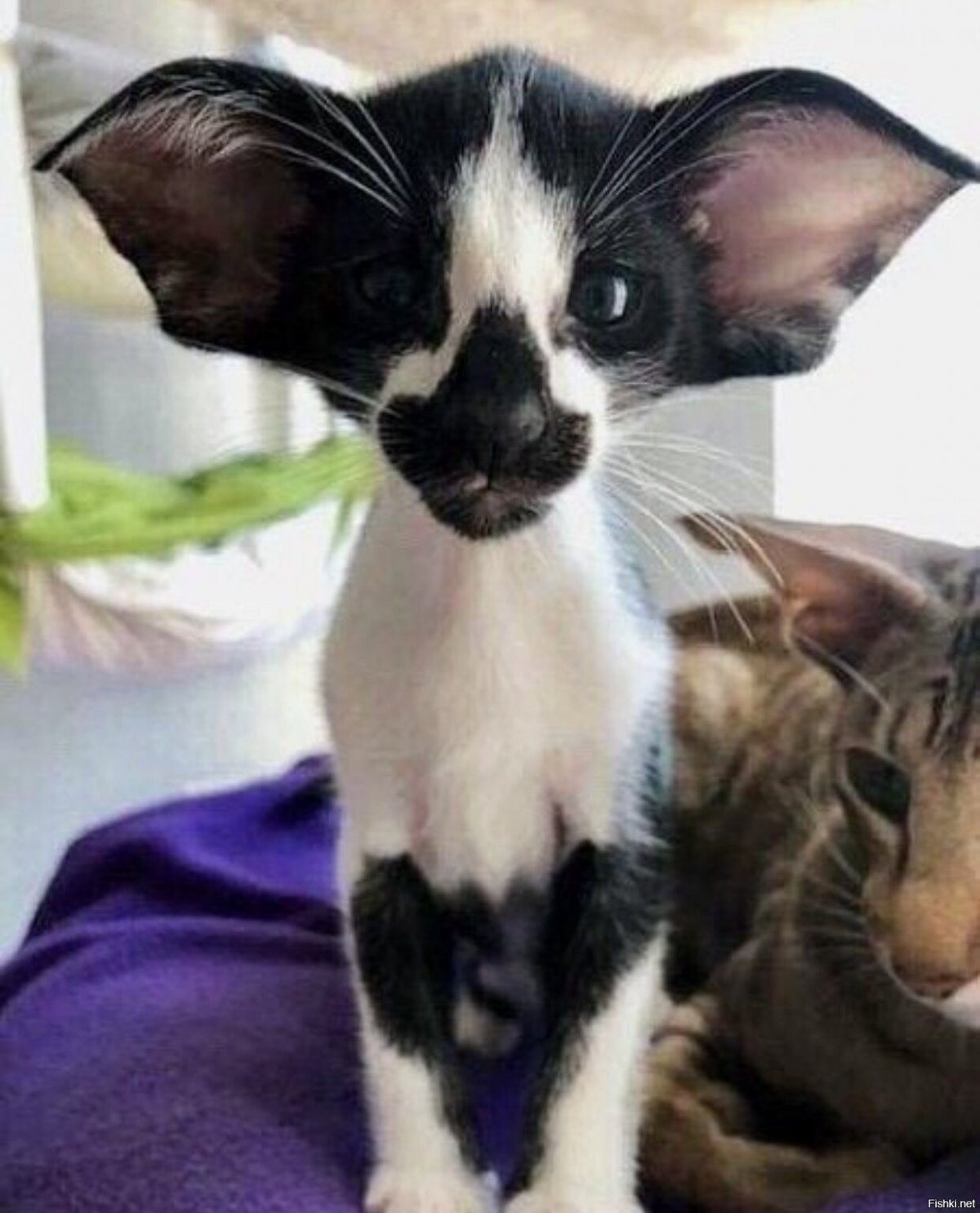 Коты ориенталы грузины