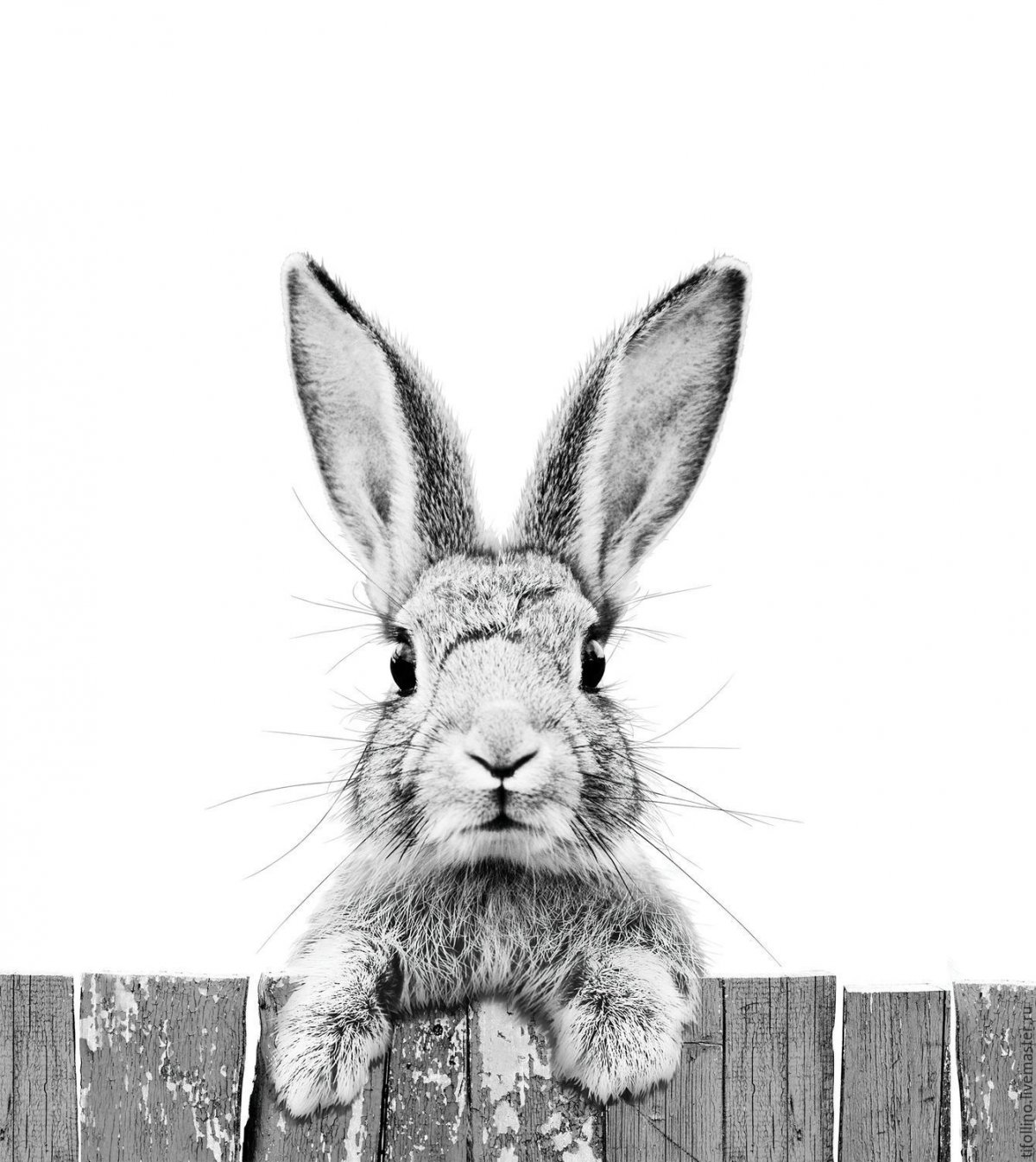 Кролик Постер черно белый