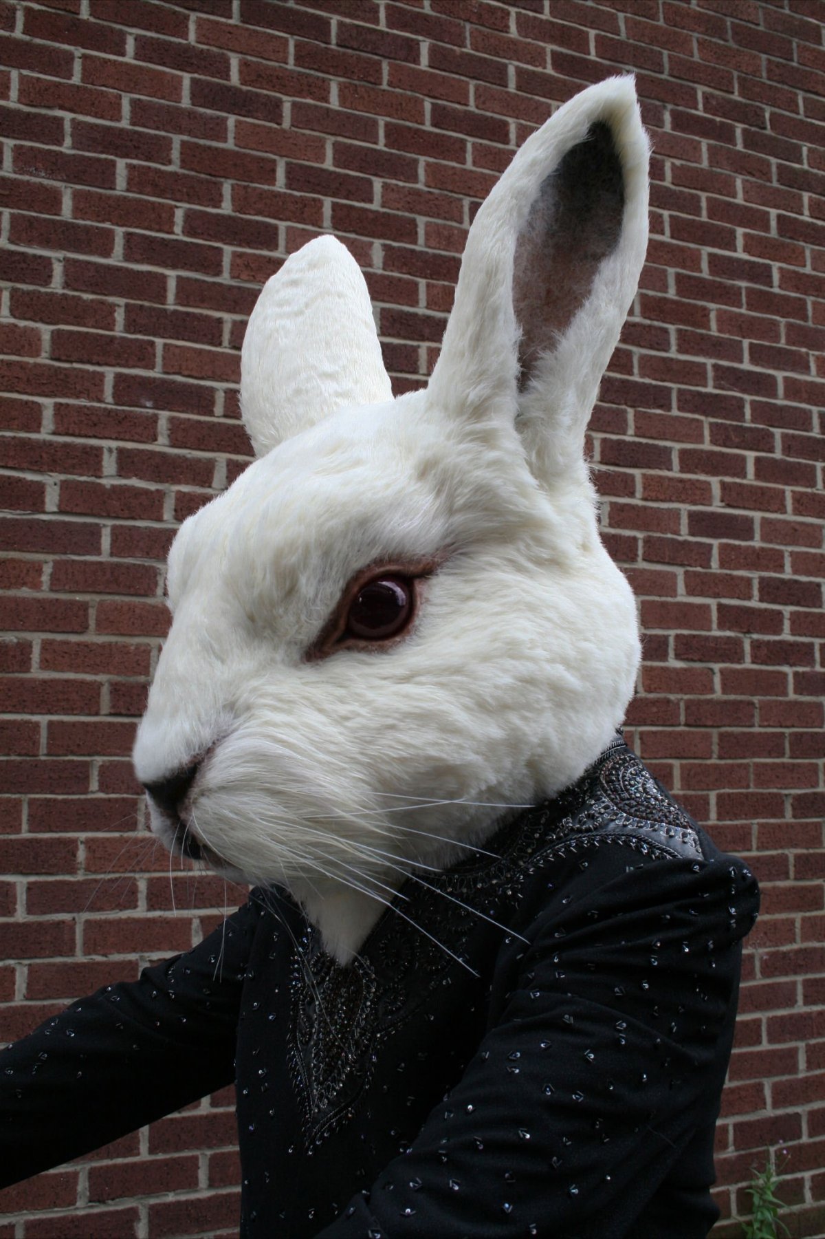 Белый кролик