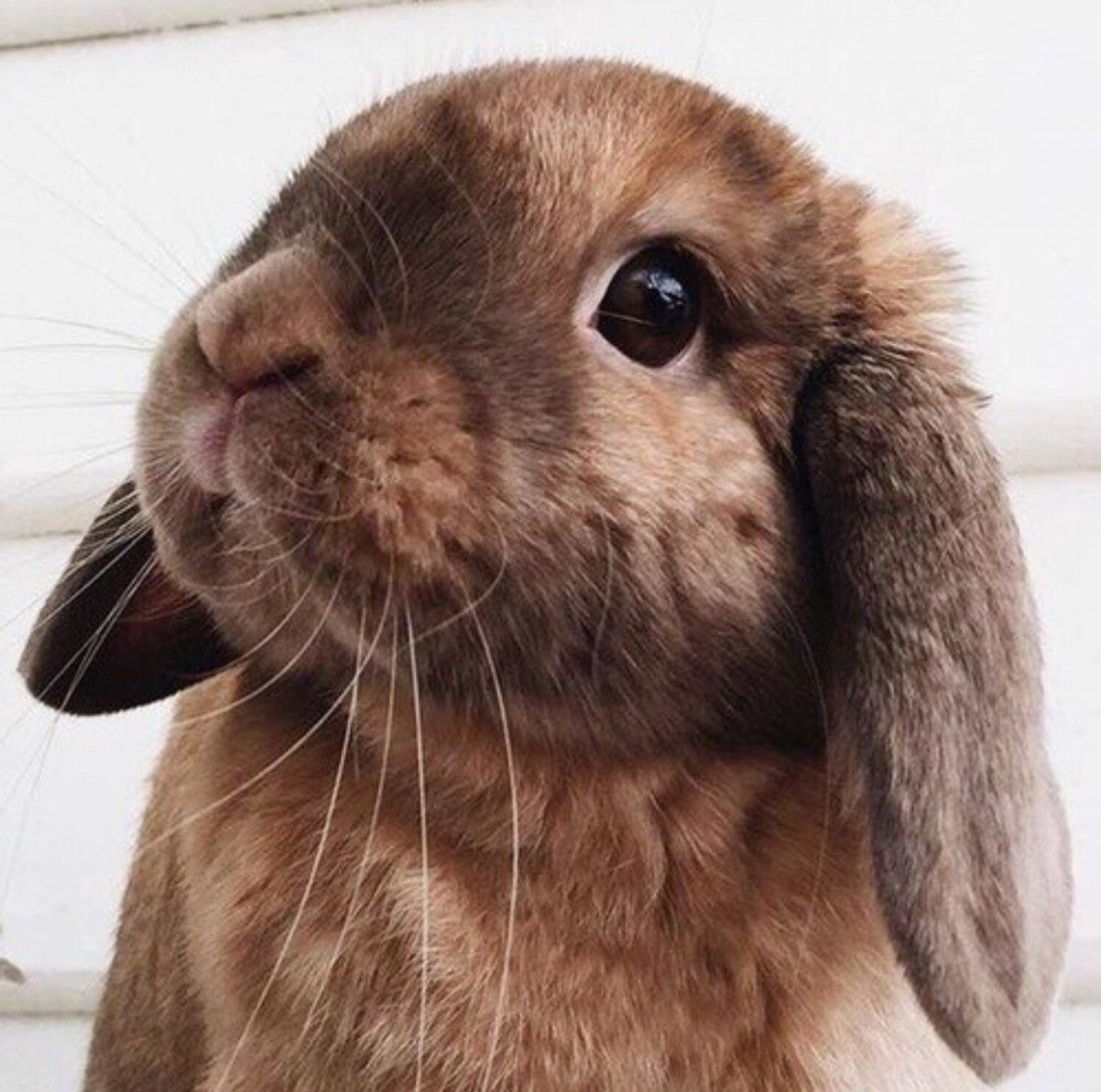 Декоративные зайчики домашние