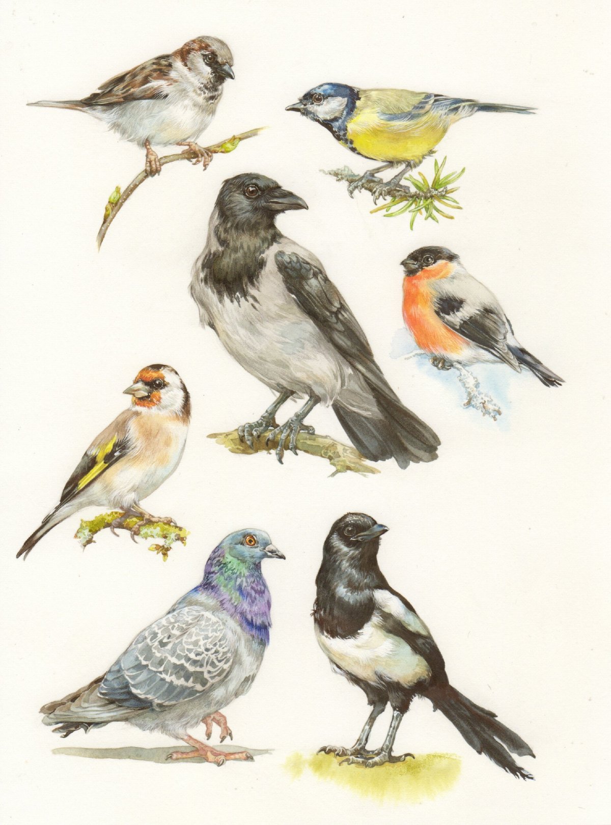 Зимующие птицы