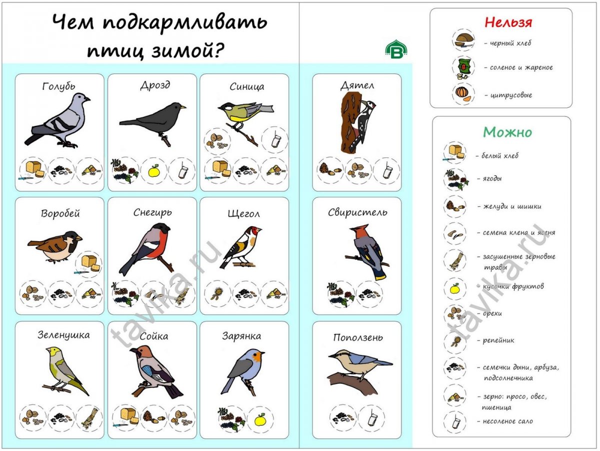 Зимующие птицы корм задания для дошкольников