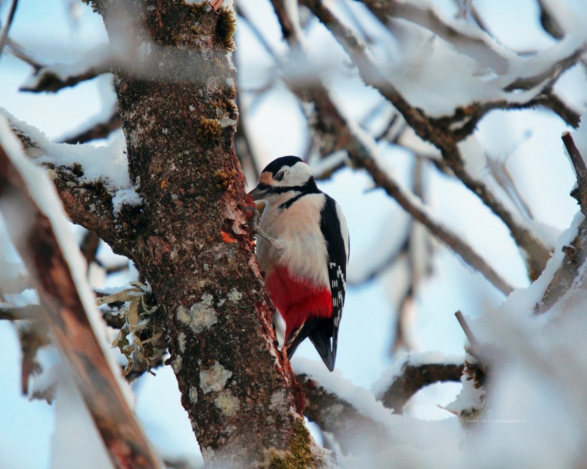 Дятел в зимнем лесу