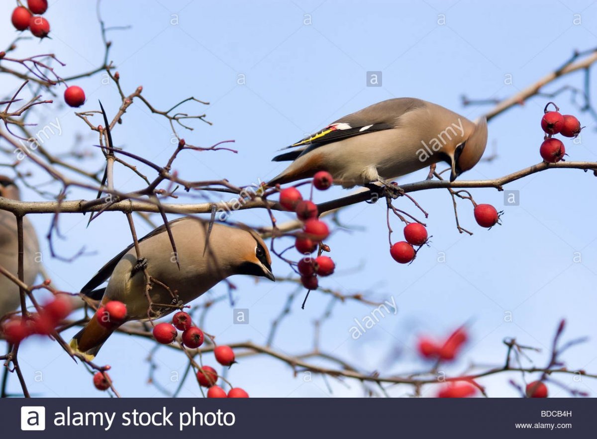 Зимние птицы средней полосы России